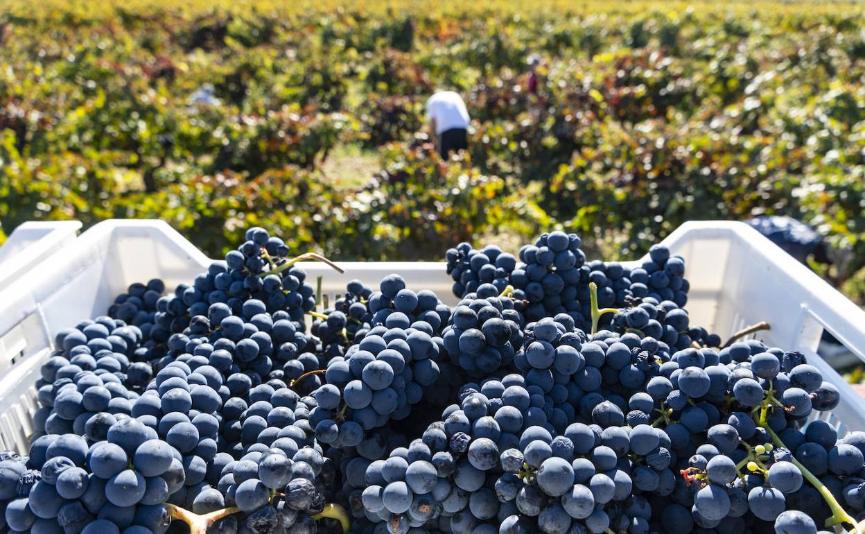 Uva recogida en la vendimia en la Ribera del Duero.