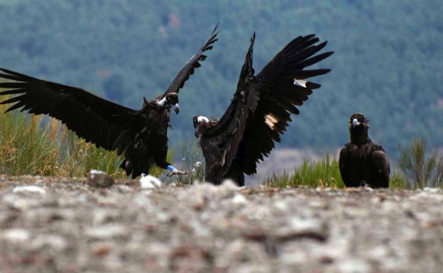 Interacción entre un buitre negro liberado en la Sierra de la Demanda en 2022 (a la izquierda) y otro liberado el año pasado. 