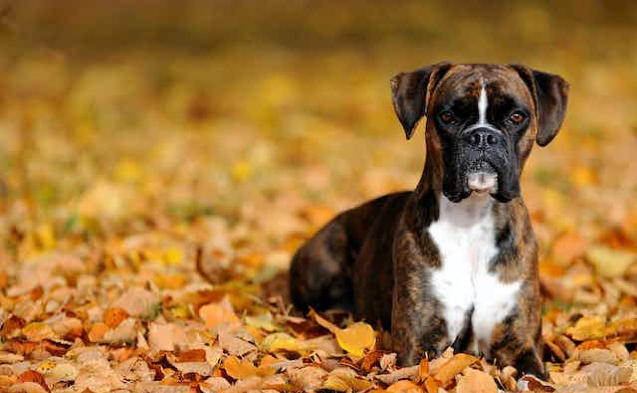 Un parásito canino podría ayudar a combatir cánceres incurables