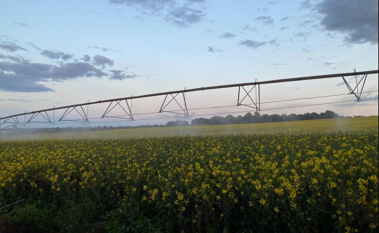 Riego de colza la pasada primavera. 