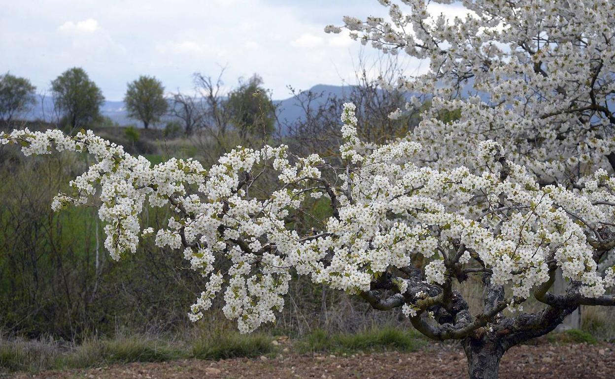 Cerezos en el Valle de las Caderechas. 