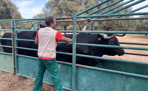 Vacunación contra la lengua azul en la provincia de Salamanca. 