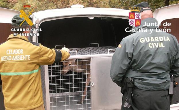 Liberan a una cierva que vivía en cautividad en una granja de La Demanda