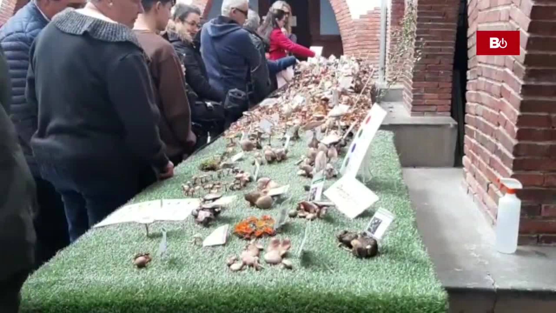 Exposición micológica en Miranda de Ebro