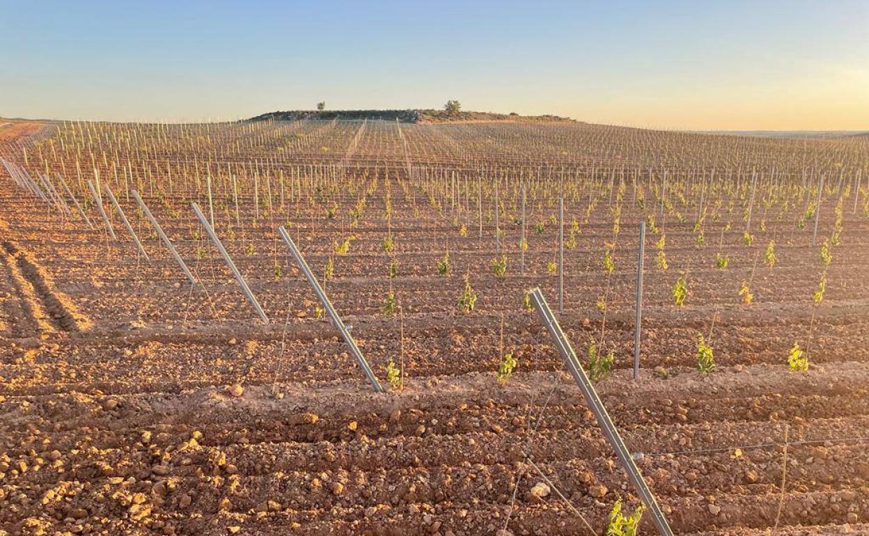 Viñedo de Ribera del Duero.