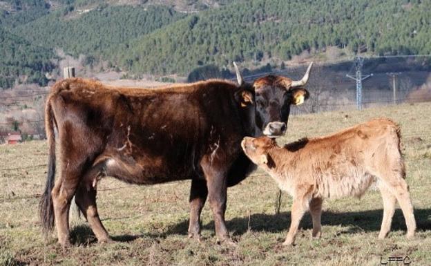 Ejemplares de la raza Mantequera Leonesa. 