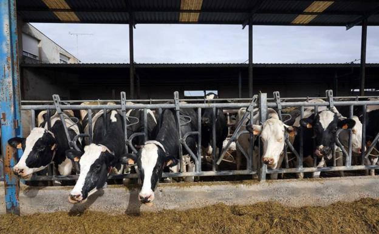 Explotación de vacuno de leche en la provincia de Valladolid. 