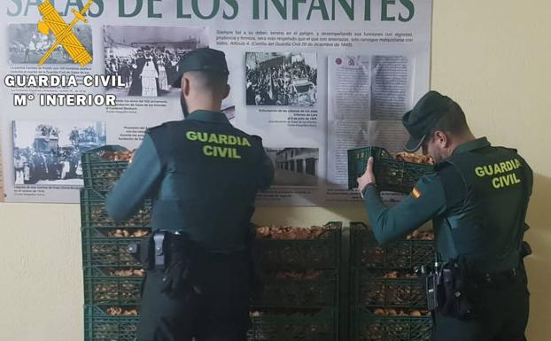 Denuncian a cuatro personas en Burgos con 180 kilos de níscalos recogidos de forma ilegal