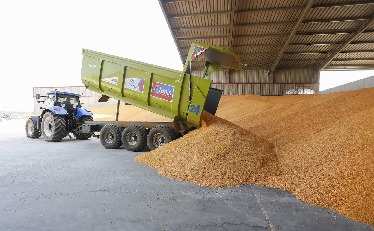 Descarga de grano de maíz. 