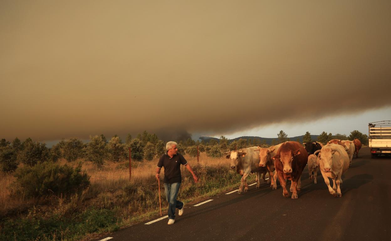 Un ganadero de Guadapero, Salamanca, huye del fuego con sus animales, en el incendio que afectó a la localidad el pasado mes de julio. 