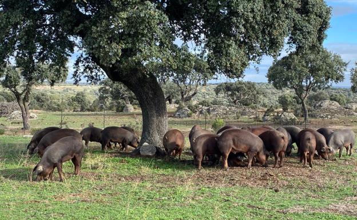 Cerdos ibéricos en una dehesa salmantina aprovechan la bellota. 