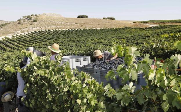 Ribera del Duero planta cara a la sequía en una campaña «compleja» marcada por el terruño