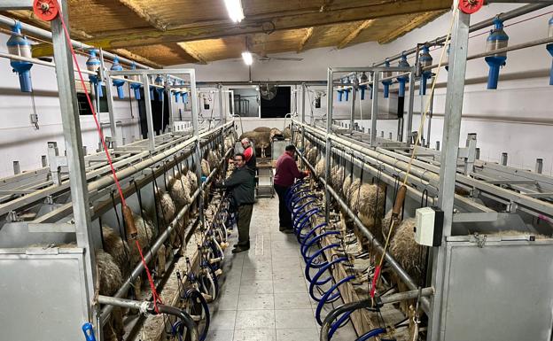 Sala de ordeño en una explotación de ovino. 