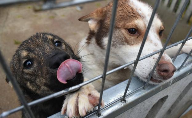 Cómo proteger a las mascotas de la pirotecnia