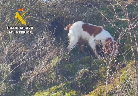 Uno de los perros con los que estaban cazando conejos.