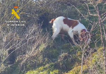 Investigan a dos personas por cazar en un terreno vedado en Burgos