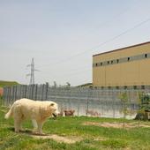 La segunda vida de los perros del centro canino de Rubena