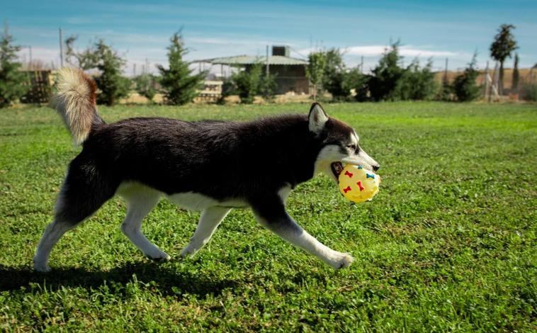 Imagen principal - Varios de los perros del centro canino.