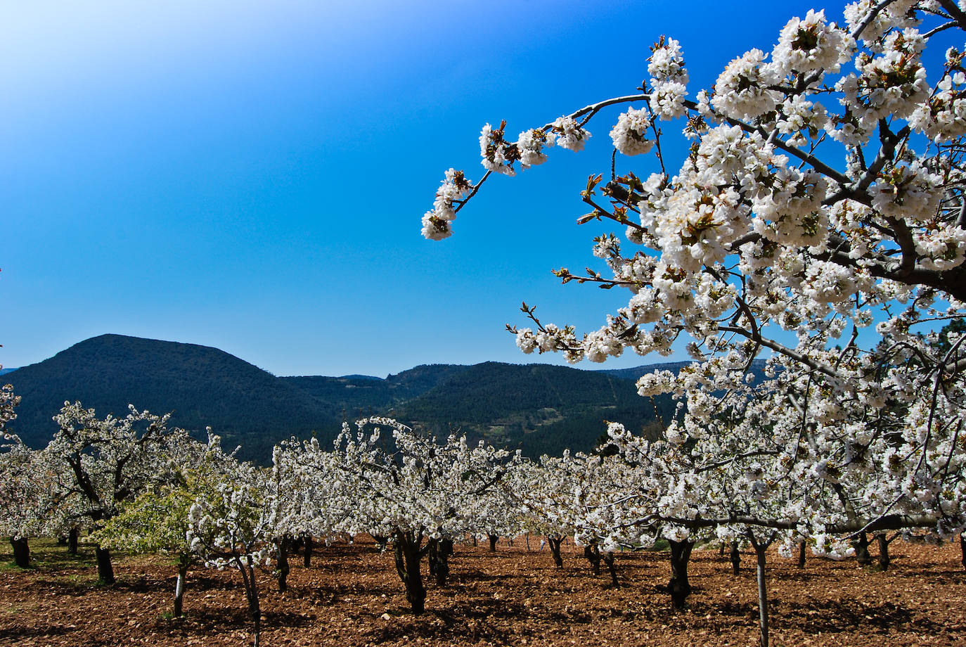 El espectáculo de las flores de los cerezos en el Valle de las Caderechas