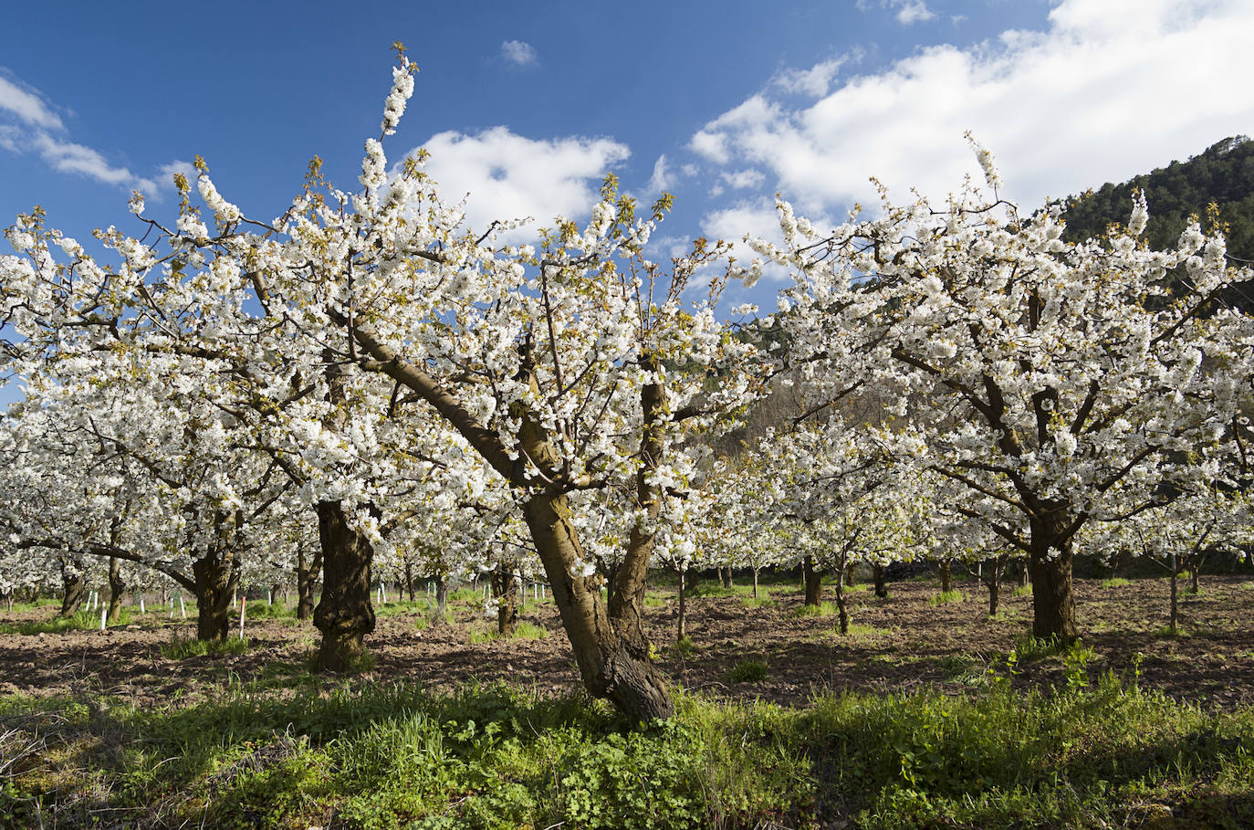 El espectáculo de las flores de los cerezos en el Valle de las Caderechas