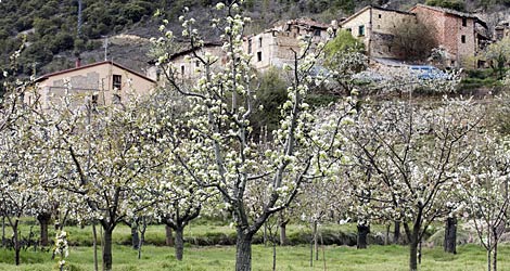 El espectáculo de las flores de los cerezos en el Valle de las Caderechas