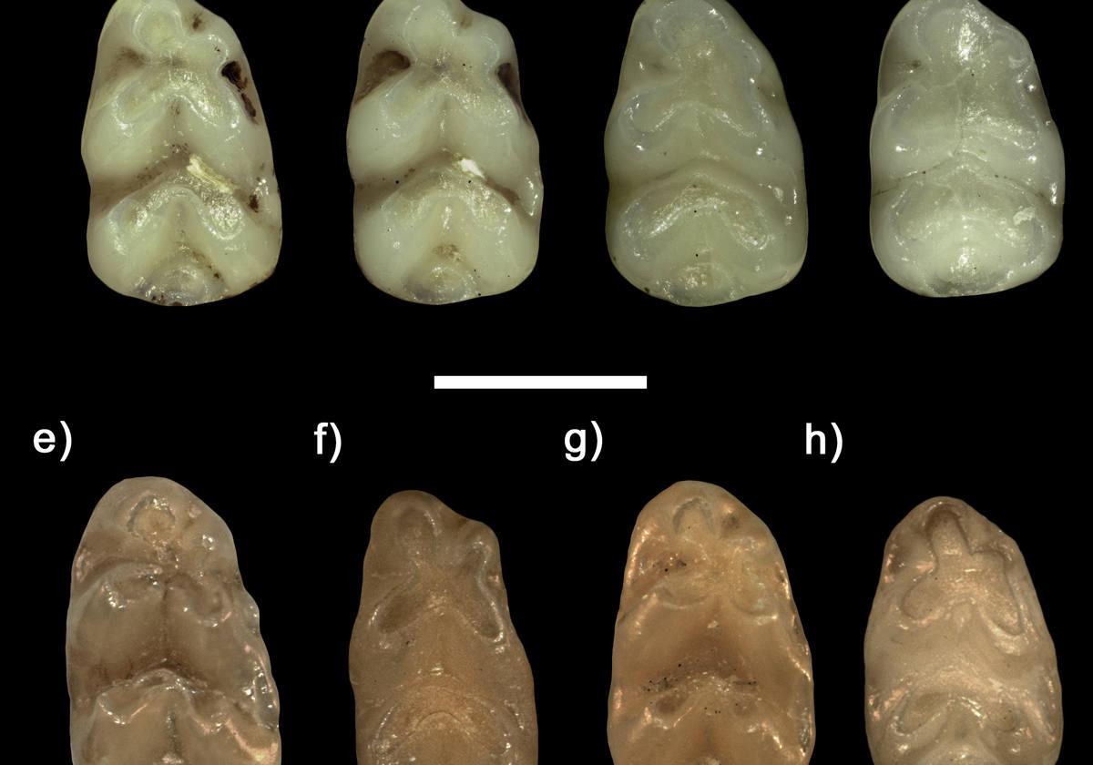La Inteligencia Artificial confirma la identidad de restos fósiles de ratones de hace dos mil años
