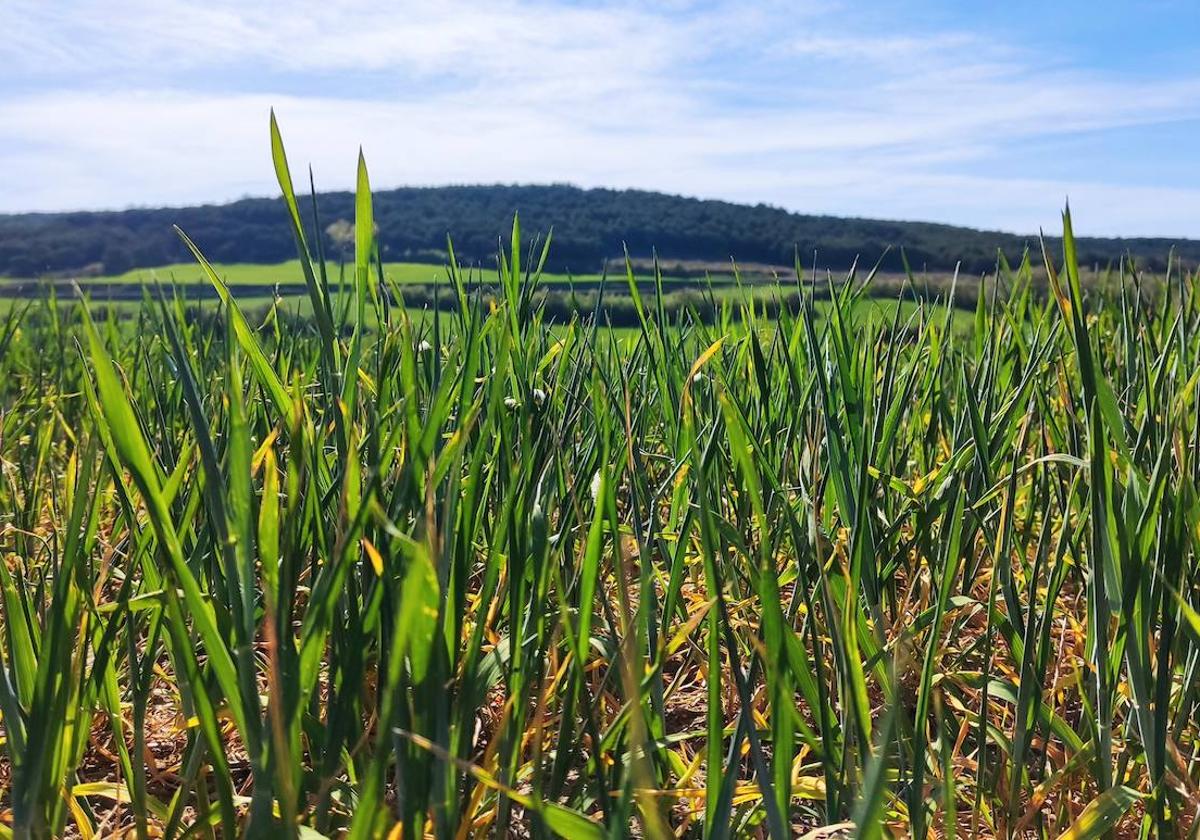 La sequía se hace evidente en los campos sembrados de la provincia de Burgos.