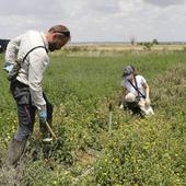 Alfalfa, cereales, forrajes y uva, los cultivos de Burgos con reducciones de los índices de rendimiento neto