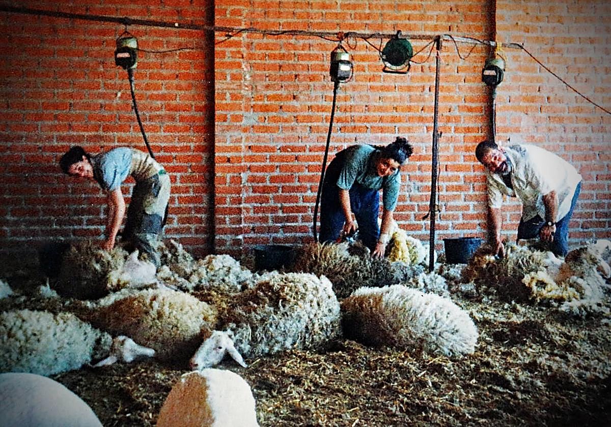 Paula y Judith esquilan con su padre, Miguel Ángel, de quien aprendieron el oficio que él aprendió de su padre y su abuelo.