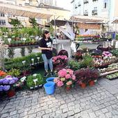 La Fiesta de las Flores de Burgos se traslada al paseo del Espolón