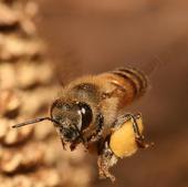 «Cada metro cuadrado que pierden las abejas, un año menos de alimento para la humanidad»