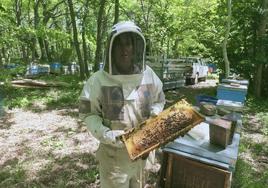 La sequía y las elevadas temperaturas están destruyendo el hábitat de las abejas.