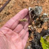 Las heladas causan daños «graves» en el viñedo de Ribera del Duero