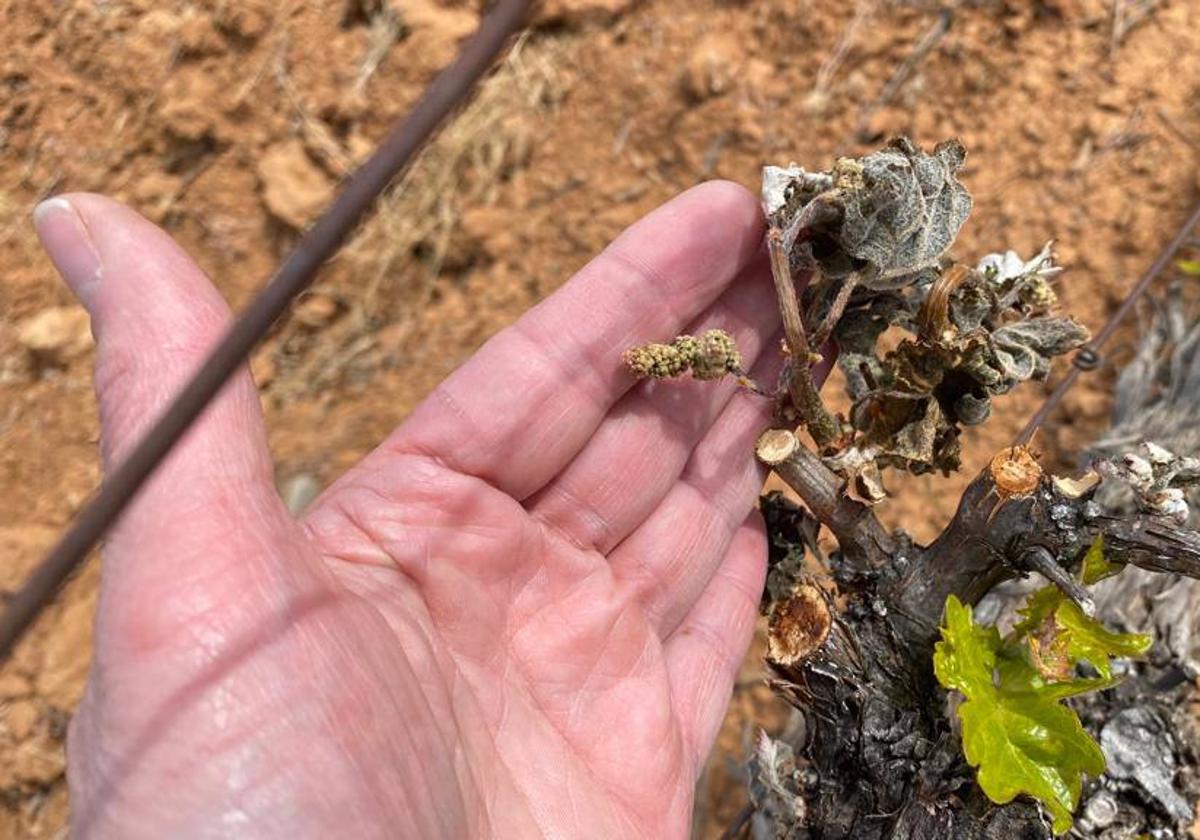 Los viticultores miran con incertidumbre al futuro y esperan que la cosecha de este 2023 se vea mermada por la sequía y las últimas heladas.