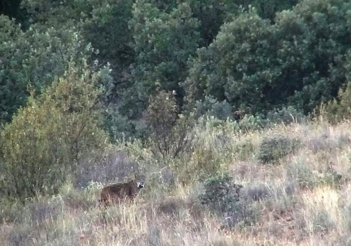 Un ejemplar de lince ibérico fotografíado en Sanabria (Zamora).