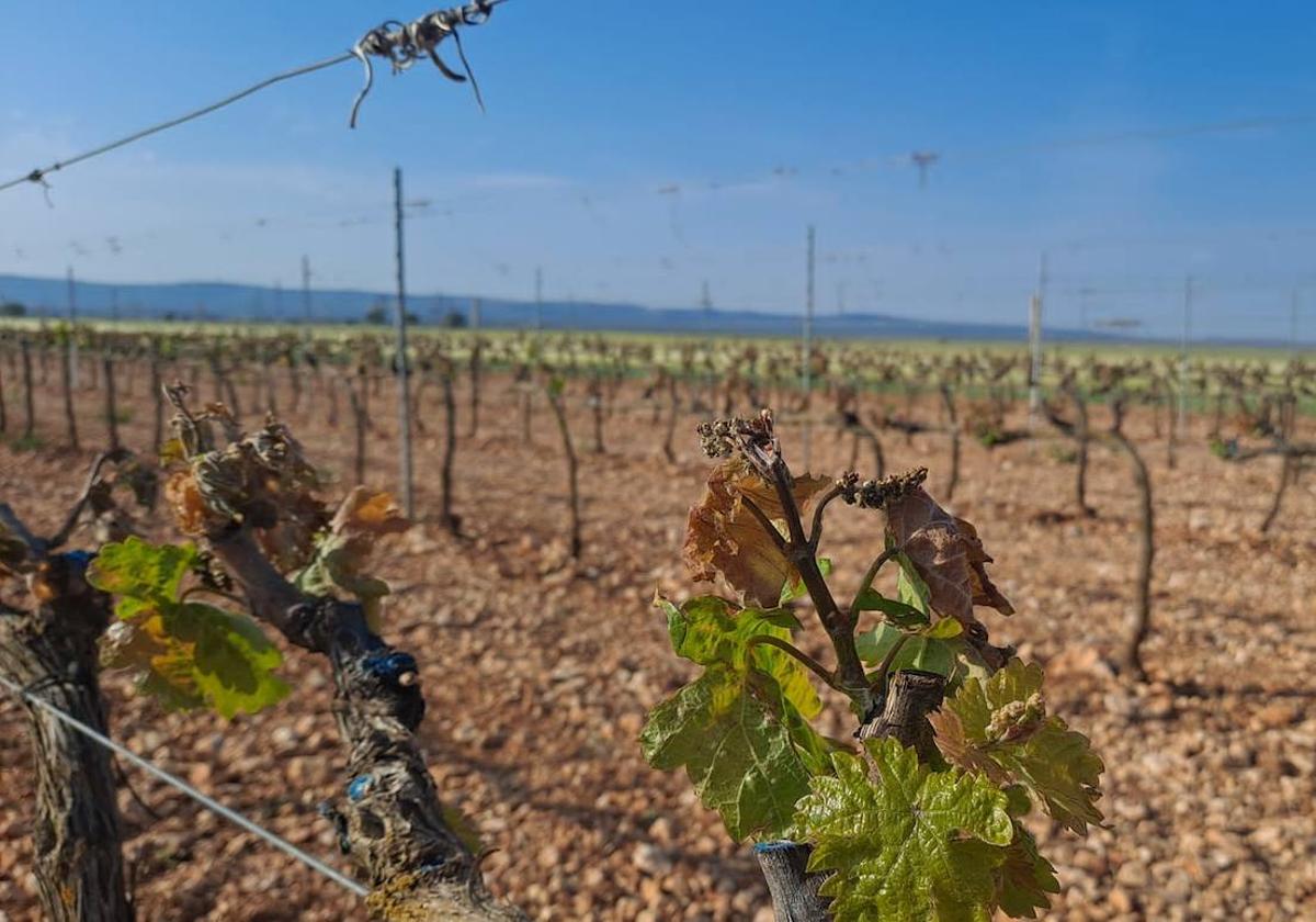 La última helada causó graves daños en parte del viñedo de Ribera del Duero.