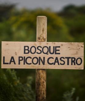 Imagen secundaria 2 - Plantación del bosque La Picón Castro. 