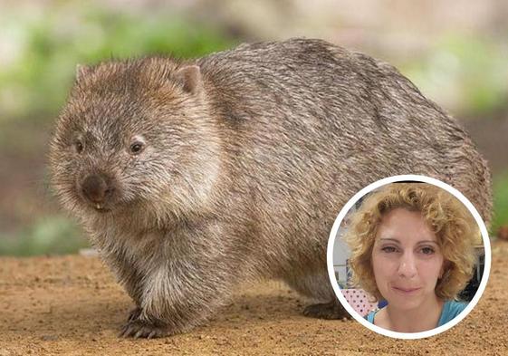 Los wombats, unos curiosos y adorables marsupiales