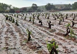 Imagen de un viñedo tras una tormenta de pedrisco.