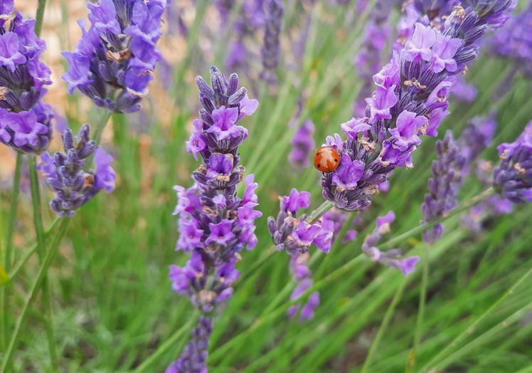 Campos de lavanda en Caleruega, Burgos