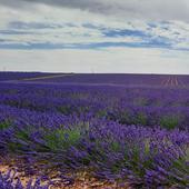 Rutas en Burgos: Caleruega, un pueblo histórico con olor a lavanda