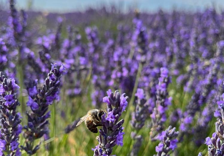 Campos de lavanda en Mecerreyes