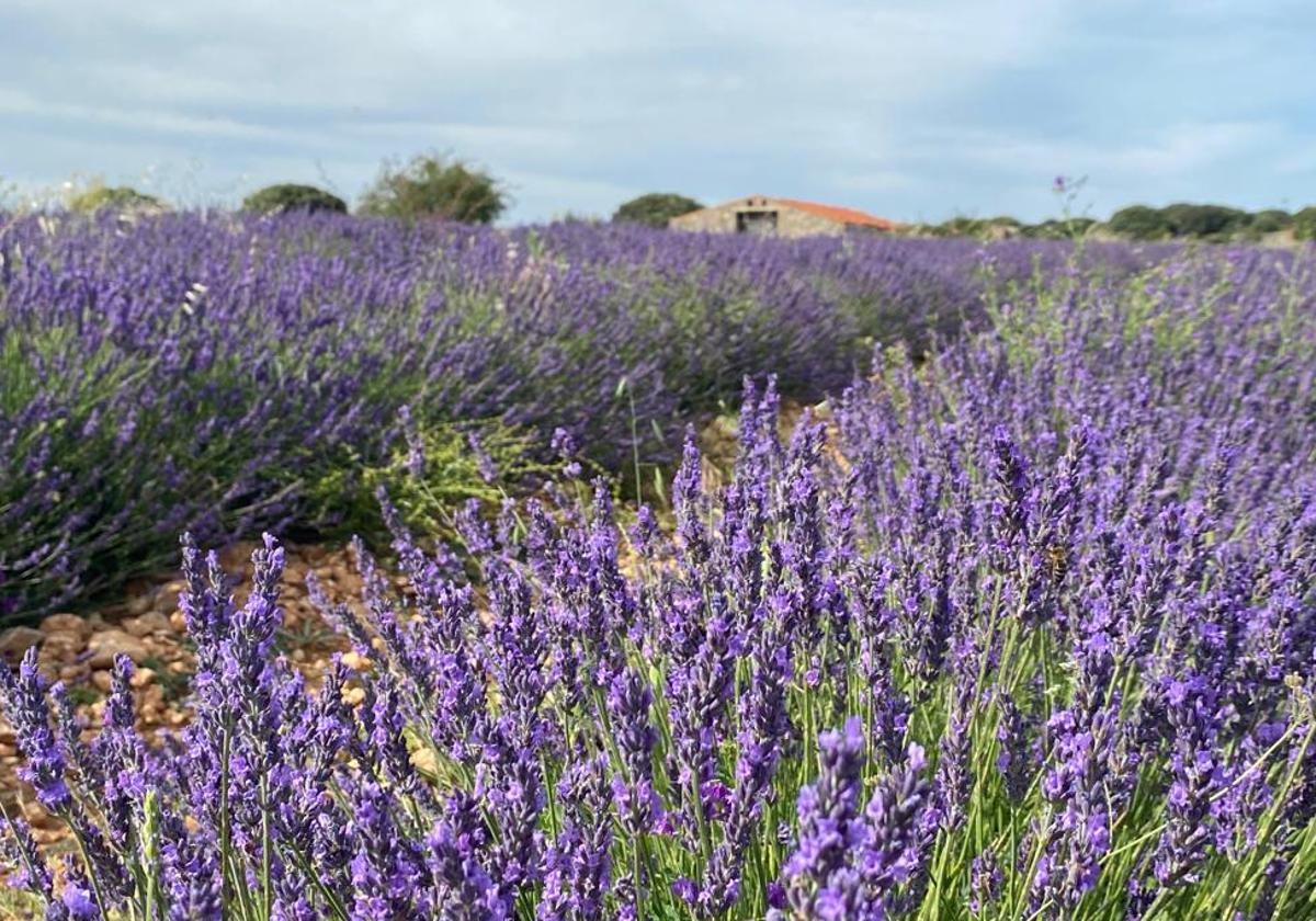 Campos de lavanda en Mecerreyes, Burgos