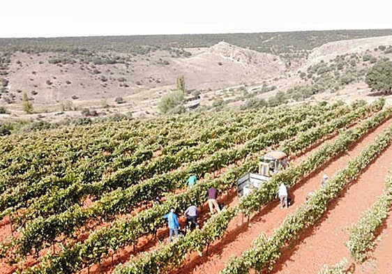 Los viñedos de altura protagonizan la Feria de Vino de Fuentenebro