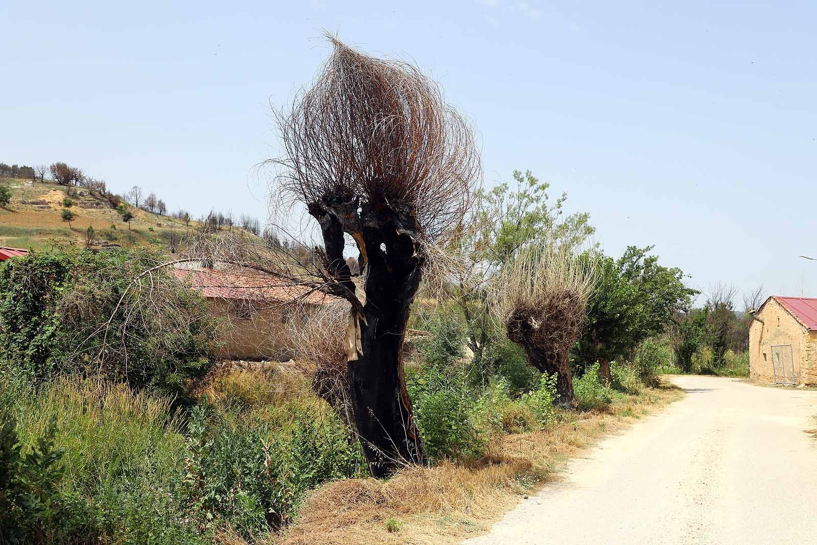 Así está la comarca del Arlanza un año después