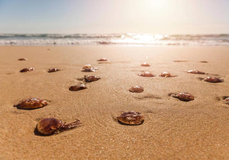 Medusas en una playa de España