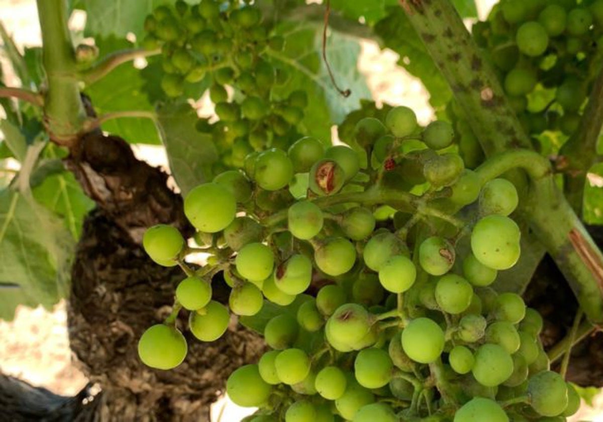 Viñedo afectado por el oidio