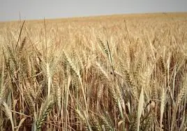 La cosecha de Burgos se queda en un 50 % menos que la media de los últimos años.