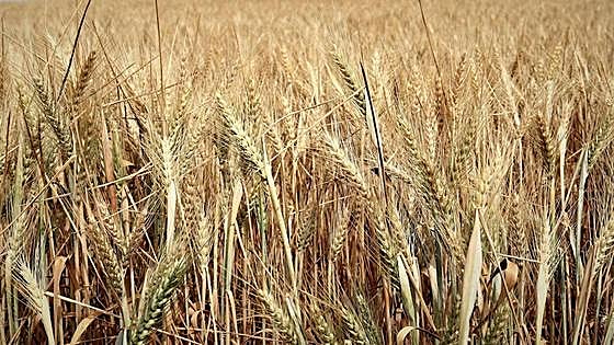 Incertidumbre en el campo burgalés por la campaña agrícola más cara de la historia