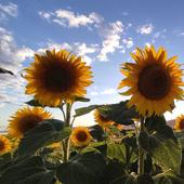 La guerra de Ucrania y la rentabilidad del cultivo impulsan la plantación de girasol en Burgos